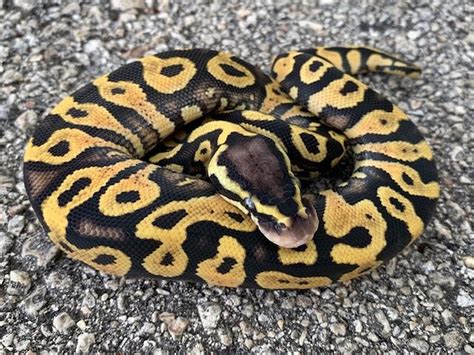 We have an adult male banana <b>ball</b> <b>python</b> looking for a new home. . Ball python for sale craigslist